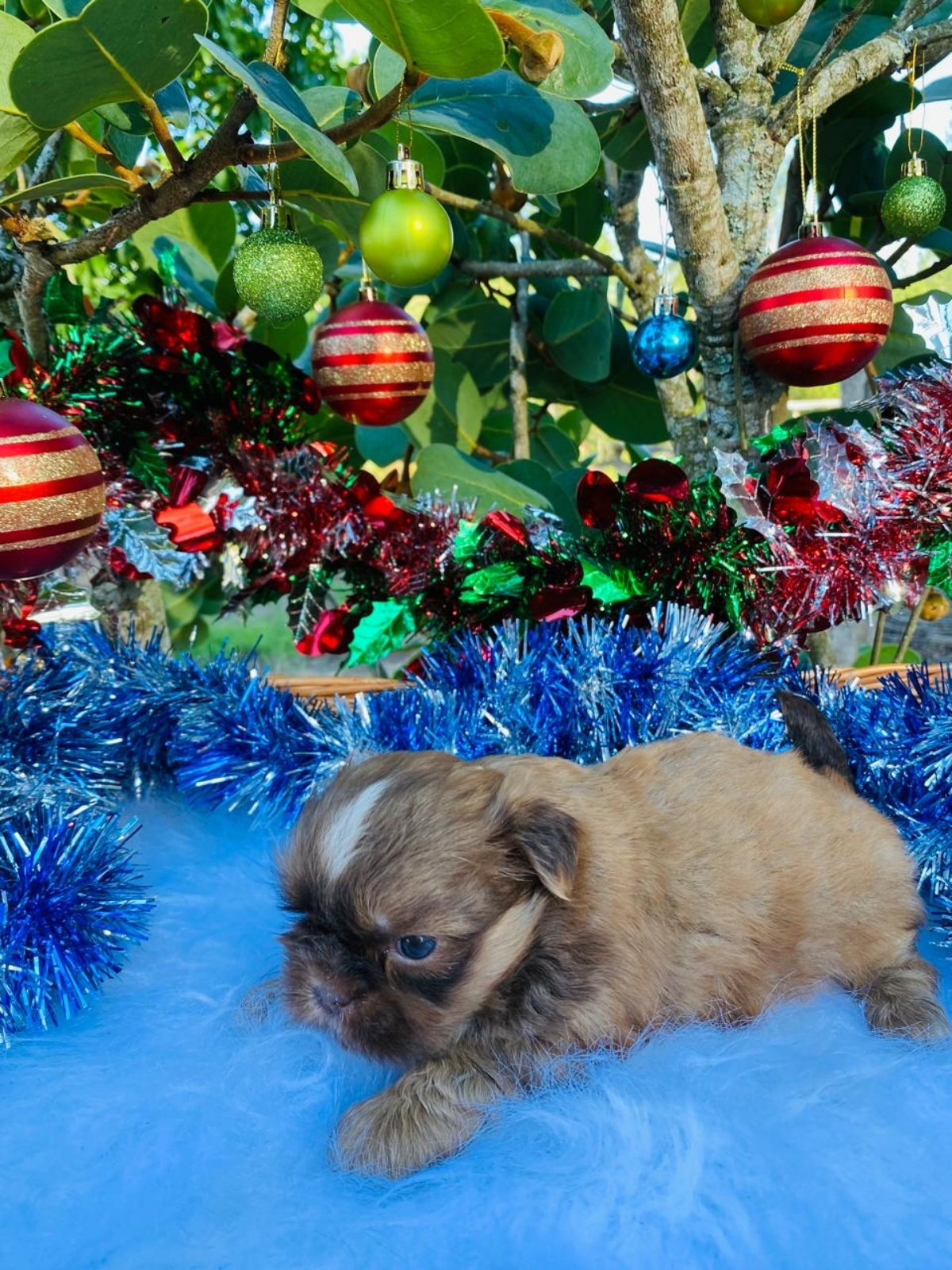 Shi Tzu